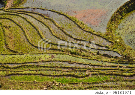 Terraced rice field in Northern Vietnam 96131971