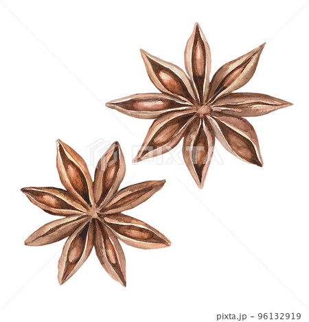 Anise Watercolor. Isolate. Illustration for clipart. Designed for menus, culinary blogs, packaging, textiles, web design, sites, stickers, invitations, patterns, logos. Drawn by hand. 96132919
