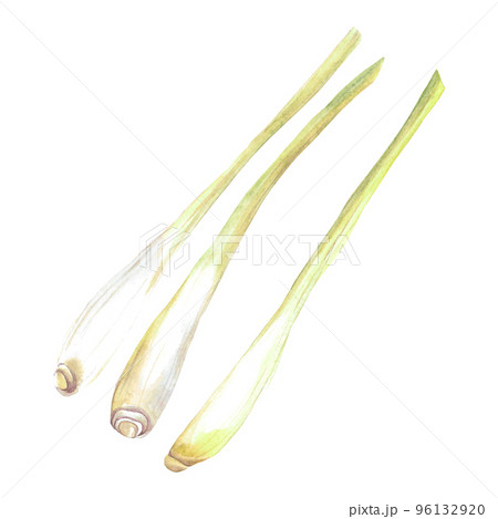 Lemongrass Watercolor. Isolate. Illustration for clipart. Designed for menus, culinary blogs, packaging, textiles, web design, sites, stickers, invitations, patterns, logos. Drawn by hand. 96132920