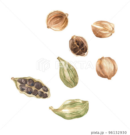 Cardamon Watercolor. Isolate. Illustration for clipart. Designed for menus, culinary blogs, packaging, textiles, web design, sites, stickers, invitations, patterns, logos. Drawn by hand. 96132930