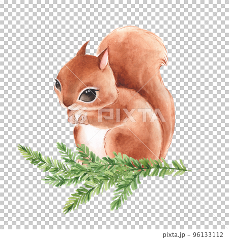 Squirrel on fir branch. Cute watercolor illustration. Squirrel on fir branch. Cute watercolor illustration. 96133112