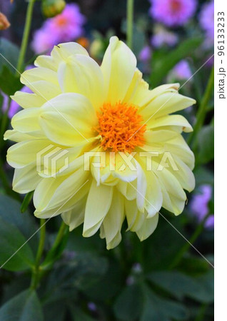 畑に咲いた黄色のダリア 96133233