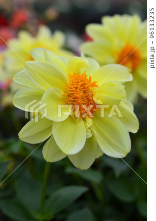 畑に咲いた黄色のダリア 96133235