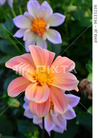 畑のダリアピンク色 畑のダリアピンク色 96133236