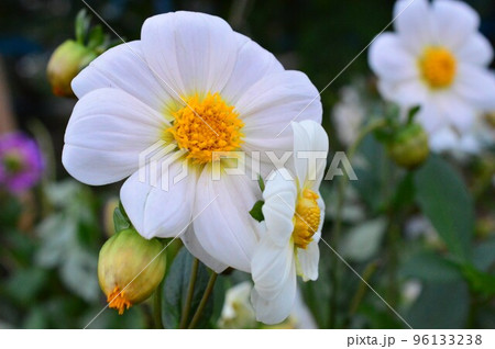 畑の白色ダリア 96133238