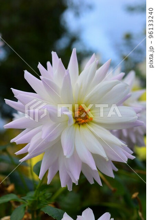 畑の白色ダリア 畑の白色ダリア 96133240
