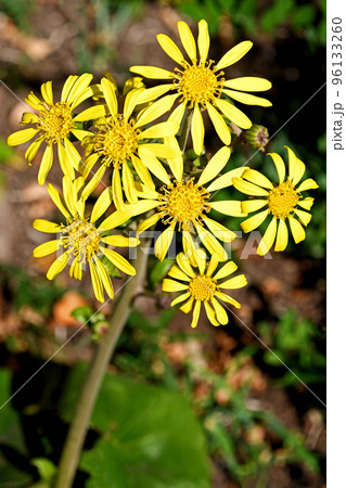 ツワブキ（石蕗）の花 96133260