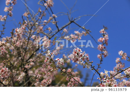 11月に咲くヒマラヤザクラ 11月に咲くヒマラヤザクラ 96133979