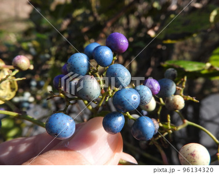 カラフルなノブドウの実 96134320