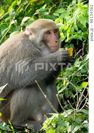マカクザル オナガザル科 さる 96134362