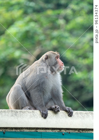 マカクザル オナガザル科 さる 96134374