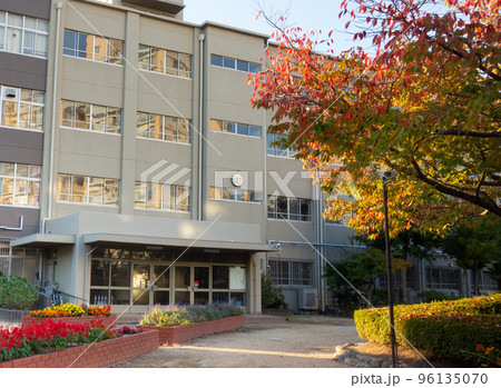 紅葉したサクラと小学校校舎 紅葉したサクラと小学校校舎 96135070