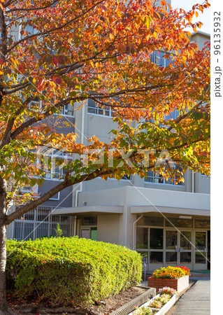 紅葉したサクラと小学校校舎 紅葉したサクラと小学校校舎 96135932
