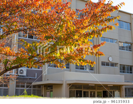 紅葉したサクラと小学校校舎 紅葉したサクラと小学校校舎 96135933