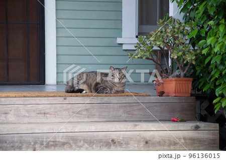 家の軒先のマットの上でくつろぐ丸みを帯びたシルエットの可愛らしいキジトラの猫 家の軒先のマットの上でくつろぐ丸みを帯びたシルエットの可愛らしいキジトラの猫 96136015