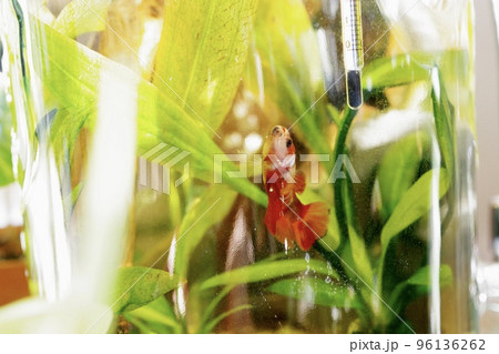 ボトルアクアリウムのベタの横向きの写真⑤ ボトルアクアリウムのベタの横向きの写真⑤ 96136262