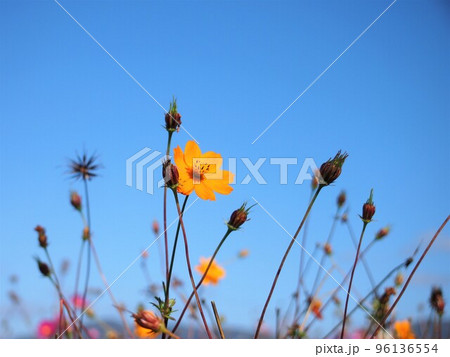 キバナコスモス キバナコスモス 96136554