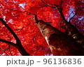 美しい紅葉の木 96136836