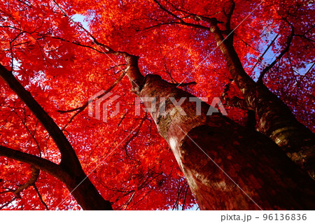 美しい紅葉の木 美しい紅葉の木 96136836