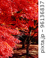 燃えるような真っ赤な紅葉 96136837