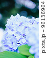 ライトブルーの紫陽花 96136964