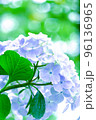 ライトブルーの紫陽花と緑の背景 96136965