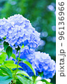 美しい青い紫陽花咲いている 96136966