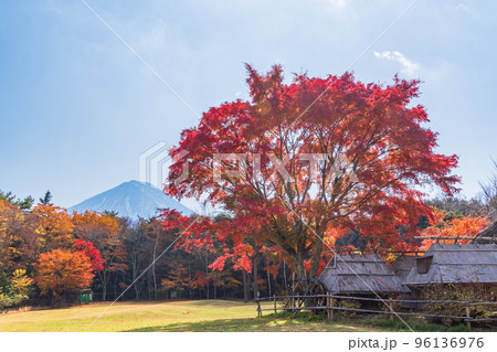 (山梨県)西湖 野鳥の森公園 の紅葉と富士山 (山梨県)西湖 野鳥の森公園 の紅葉と富士山 96136976