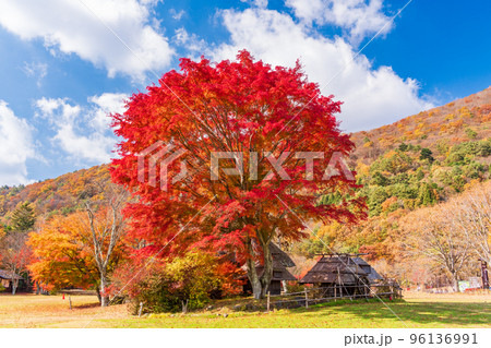 （山梨県）西湖　野鳥の森公園 の紅葉 96136991