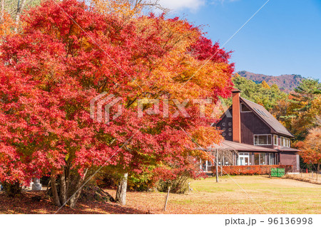 (山梨県)西湖 野鳥の森公園 の紅葉 (山梨県)西湖 野鳥の森公園 の紅葉 96136998