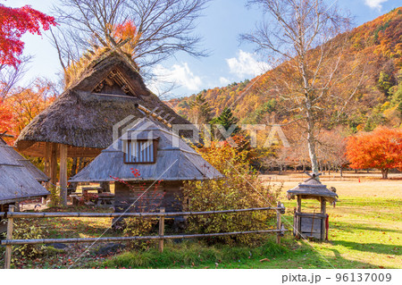 (山梨県)西湖 野鳥の森公園 の紅葉 (山梨県)西湖 野鳥の森公園 の紅葉 96137009