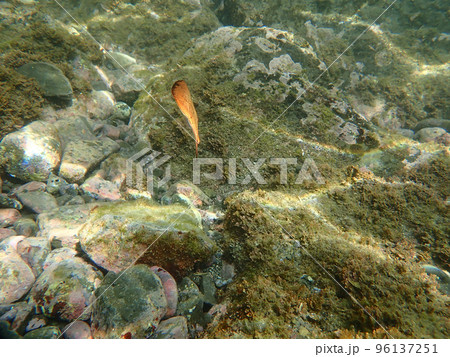 ナンヨウツバメウオの幼魚 ナンヨウツバメウオの幼魚 96137251
