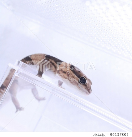 ニシアフリカトカゲモドキ　横顔　登っている姿 96137305