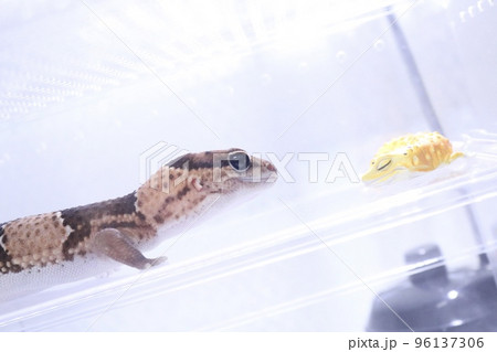 ニシアフリカトカゲモドキ　レプリカ 96137306