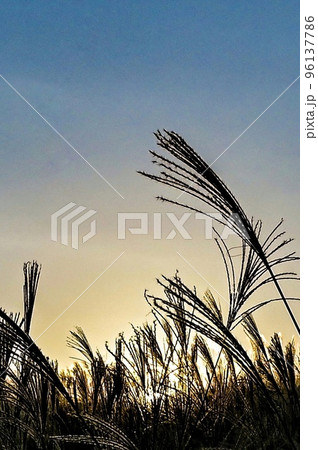 【奈良・曽爾村】曽爾高原、ススキと夕暮れ 【奈良・曽爾村】曽爾高原、ススキと夕暮れ 96137786