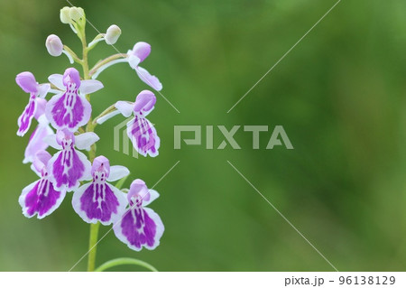 ウチョウラン　夢ちどり　紫色の花　小さい蘭　自然背景 96138129