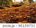 紅葉　もみじ　初秋の香雪園 96139731