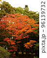 紅葉　もみじ　初秋の香雪園 96139732