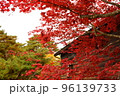 紅葉　もみじ　初秋の香雪園 96139733