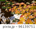 紅葉　もみじ　初秋の香雪園 96139751