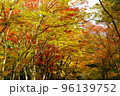 紅葉　もみじ　初秋の香雪園 96139752