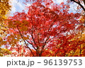 紅葉　もみじ　初秋の香雪園 96139753