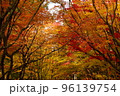 紅葉　もみじ　初秋の香雪園 96139754