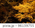 紅葉　もみじ　夜の香雪園　ライトアップ 96139755