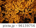 紅葉　もみじ　夜の香雪園　ライトアップ 96139756
