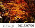 紅葉　もみじ　夜の香雪園　ライトアップ 96139759
