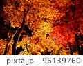 紅葉　もみじ　夜の香雪園　ライトアップ 96139760