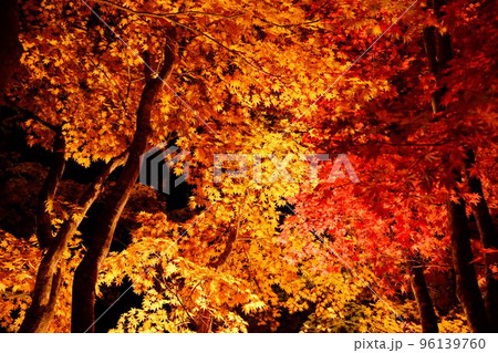 紅葉 もみじ 夜の香雪園 ライトアップ 紅葉 もみじ 夜の香雪園 ライトアップ 96139760
