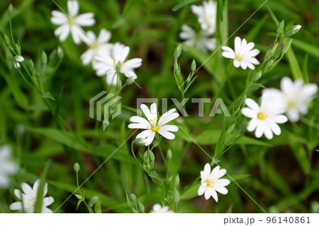 Stellaria wild white flowers blooming in spring forest Stellaria wild white flowers blooming in spring forest 96140861
