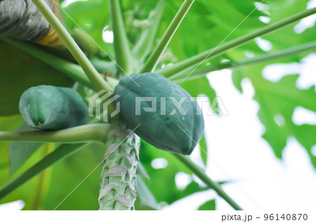 papaya , Carica papaya L or Papaya or Melan Tree or Paw Paw or CARICACEAE 96140870